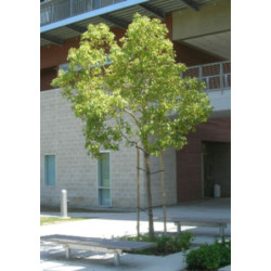 CYNAMONOWIEC KAMFOROWY Cinnamomum camphora