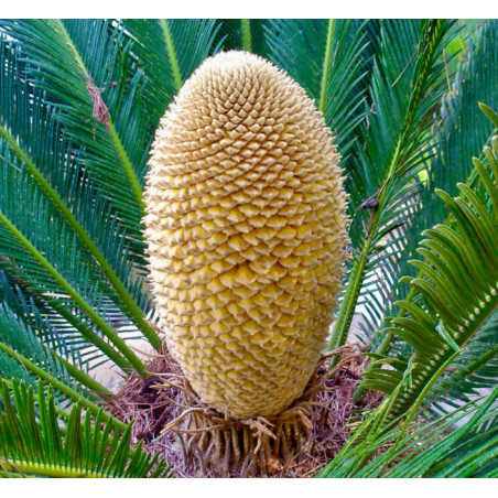 SAGOWIEC ODWINIĘTY Cycas revoluta