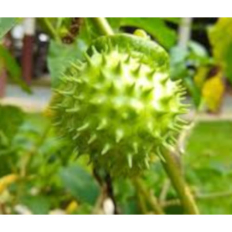 BIELUŃ SURMIKWIAT Datura Metel