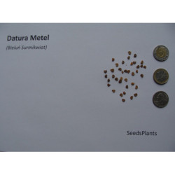 BIELUŃ SURMIKWIAT Datura Metel