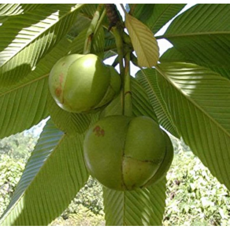 SŁONIOWE JABŁKO Dillenia indica