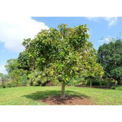 SŁONIOWE JABŁKO Dillenia indica