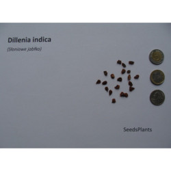 SŁONIOWE JABŁKO Dillenia indica