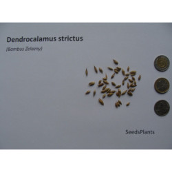 BAMBUS ŻELAZNY Dendrocalamus strictus