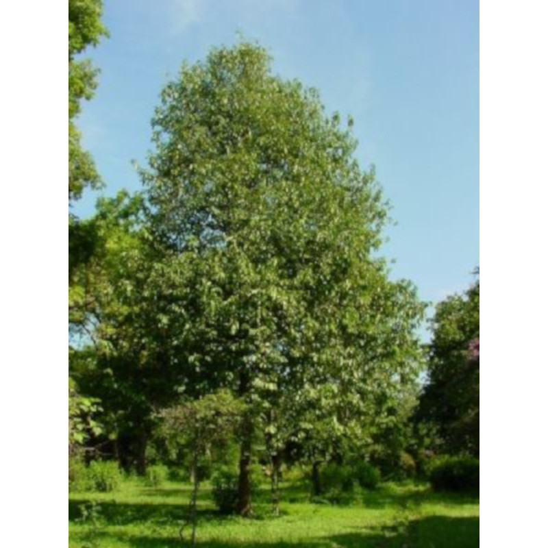 HURMA KAKI MELANOXYLON Diospyros melanoxylon