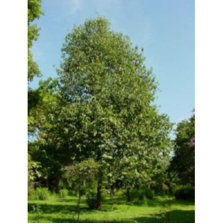 HURMA KAKI MELANOXYLON Diospyros melanoxylon