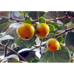 HURMA KAKI MELANOXYLON Diospyros melanoxylon