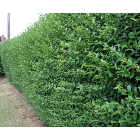 LIGUSTR POSPOLITY  Ligustrum vulgare