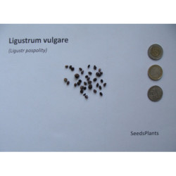 LIGUSTR POSPOLITY  Ligustrum vulgare