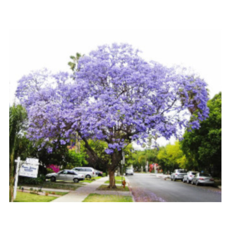 JAKARANDA MIMOZOLISTNA Jacaranda mimosifolia