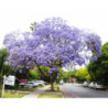 JAKARANDA MIMOZOLISTNA Jacaranda mimosifolia