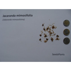 JAKARANDA MIMOZOLISTNA Jacaranda mimosifolia