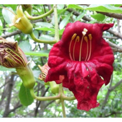 KIGELIA AFRYKAŃSKA Kigelia pinnata