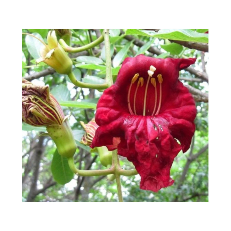 KIGELIA AFRYKAŃSKA Kigelia pinnata