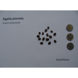 KIGELIA AFRYKAŃSKA Kigelia pinnata