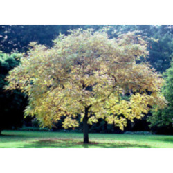 MYDLENIEC WIECHOWATY Koelreuteria paniculata