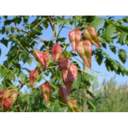 MYDLENIEC WIECHOWATY Koelreuteria paniculata