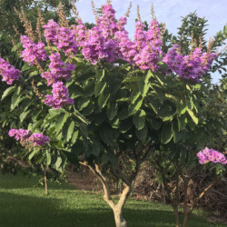 LAGERSTROEMIA WSPANIAŁA Lagerstroemia speciosa