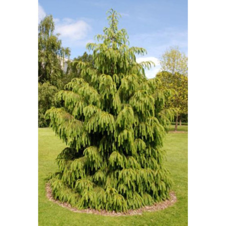 ŚWIERK HIMALAJSKI Picea smithiana