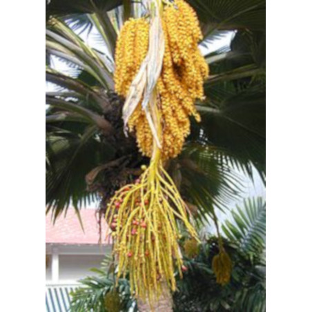 POTARGANA PALMA WACHLARZOWA Pritchardia grandis