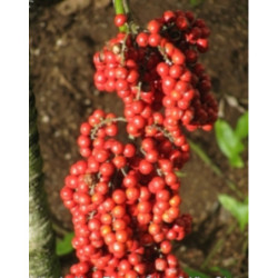 POTARGANA PALMA WACHLARZOWA Pritchardia grandis