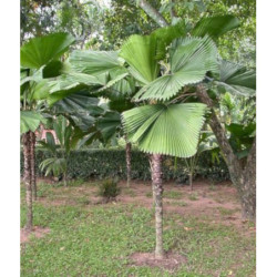 POTARGANA PALMA WACHLARZOWA Pritchardia grandis