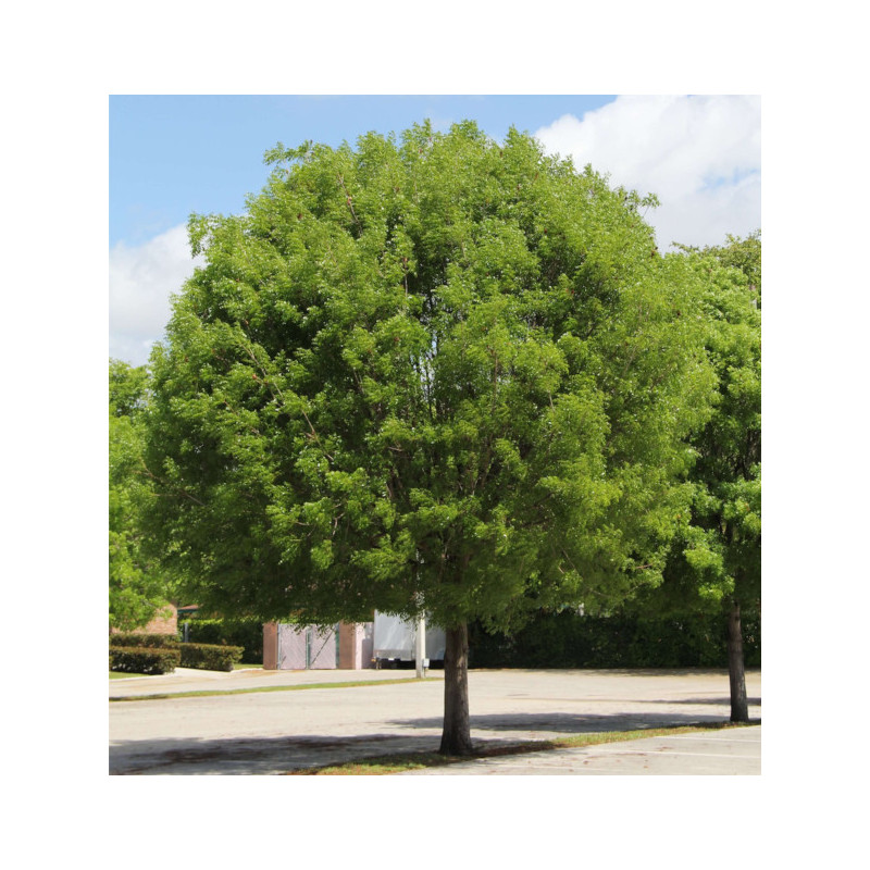 MAHONIOWIEC WŁAŚCIWY Swietenia mahagoni