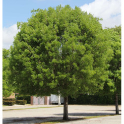 MAHONIOWIEC WŁAŚCIWY Swietenia mahagoni