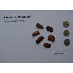 MAHONIOWIEC WŁAŚCIWY Swietenia mahagoni