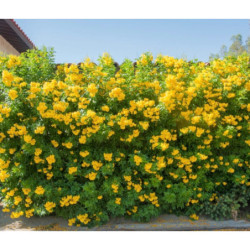 TEKOMA PROSTA Tecoma stans