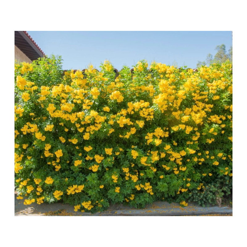 TEKOMA PROSTA Tecoma stans