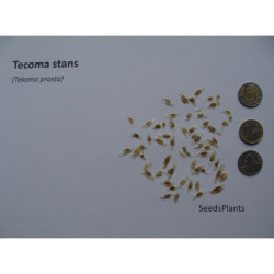 TEKOMA PROSTA Tecoma stans