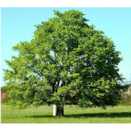 MIGDAŁECZNIK BELLIRICA Terminalia bellirica