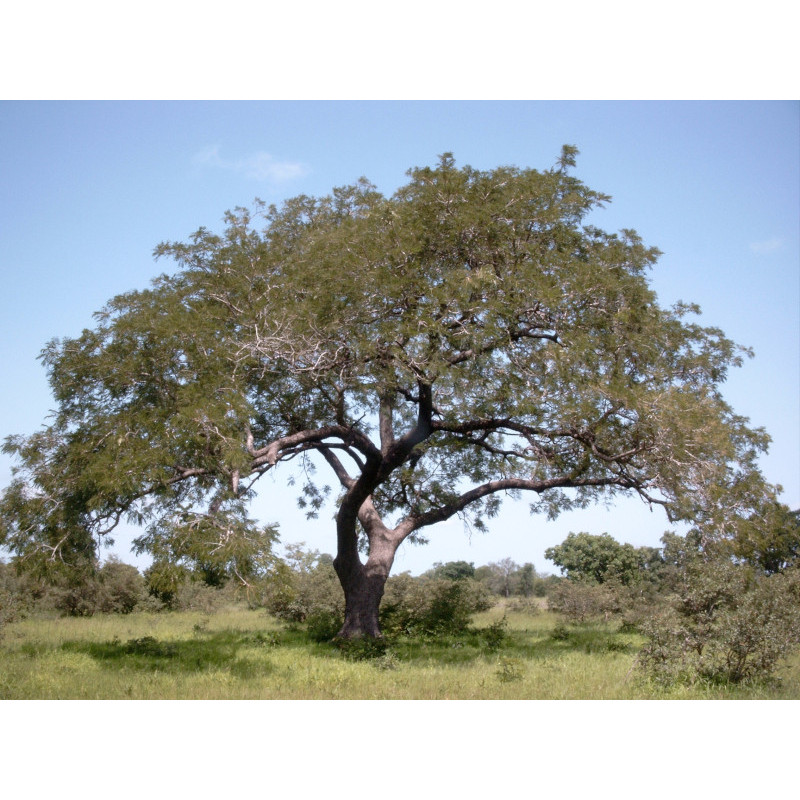 AFRYKAŃSKA SZARAŃCZA Parkia biglandulosa