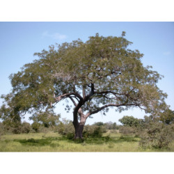 AFRYKAŃSKA SZARAŃCZA Parkia biglandulosa