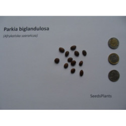 AFRYKAŃSKA SZARAŃCZA Parkia biglandulosa