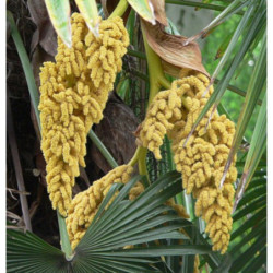 LIWISTONA CHIŃSKA Livistona chinensis