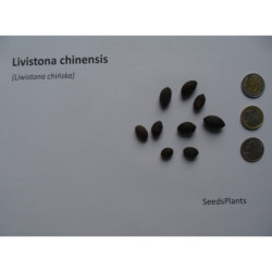 LIWISTONA CHIŃSKA Livistona chinensis