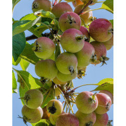 JABŁOŃ DZIKA Malus sylvestris