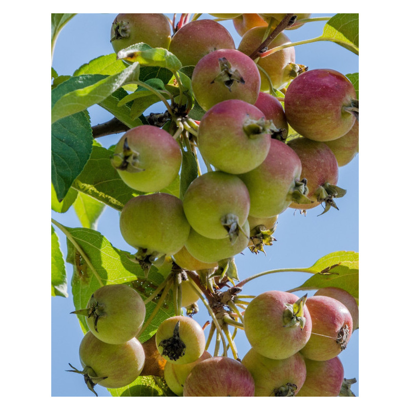 JABŁOŃ DZIKA Malus sylvestris