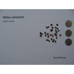 JABŁOŃ DZIKA Malus sylvestris
