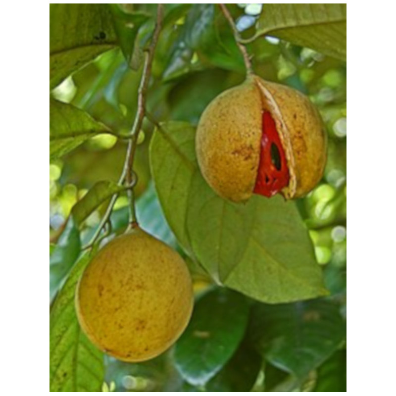 MUSZKATOŁOWIEC KORZENNY Myristica fragrans