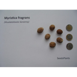 MUSZKATOŁOWIEC KORZENNY Myristica fragrans