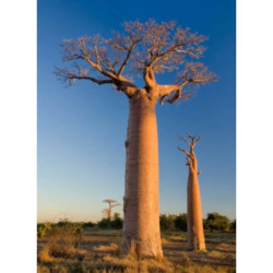 BAOBAB AFRYKAŃSKI Adansonia digitata