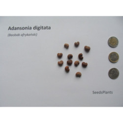 BAOBAB AFRYKAŃSKI Adansonia digitata
