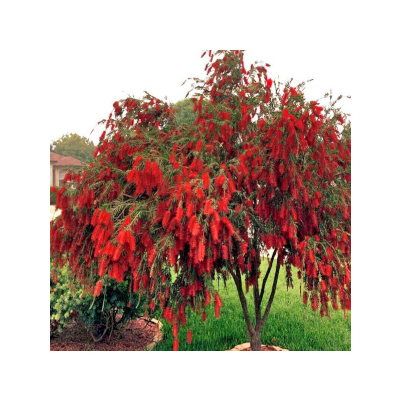 KUFLIK PŁACZĄCY Callistemon viminalis