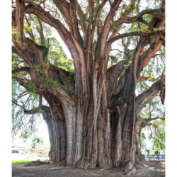 CYPRYŚNIK MEKSYKAŃSKI Taxodium mucronatum