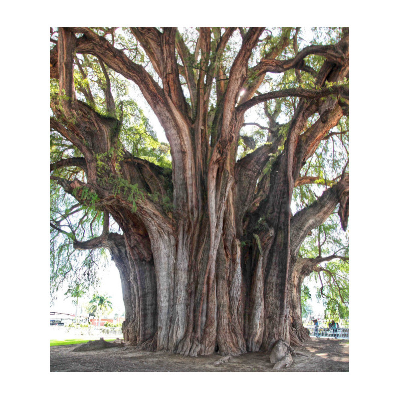 CYPRYŚNIK MEKSYKAŃSKI Taxodium mucronatum