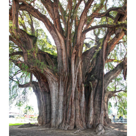 CYPRYŚNIK MEKSYKAŃSKI Taxodium mucronatum