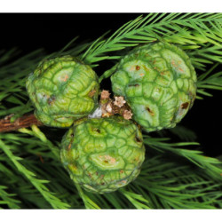 CYPRYŚNIK MEKSYKAŃSKI Taxodium mucronatum